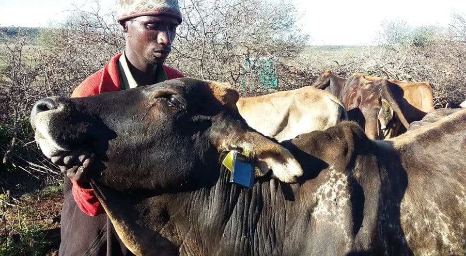 Govt Introduces GPS-Enabled Livestock Tracking to Boost Farmers’ Financial Access