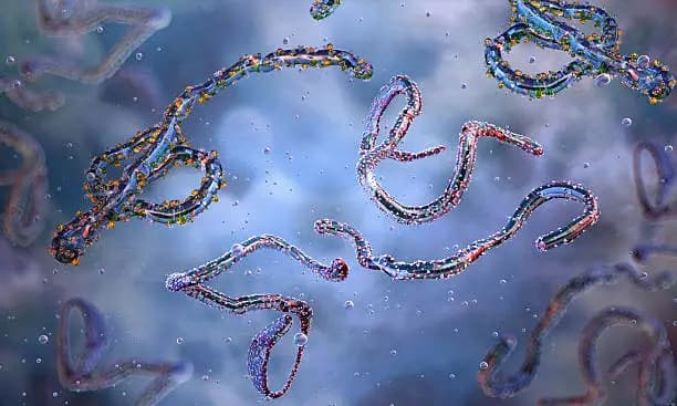 Can Ebola Be Transmitted Through Sex?