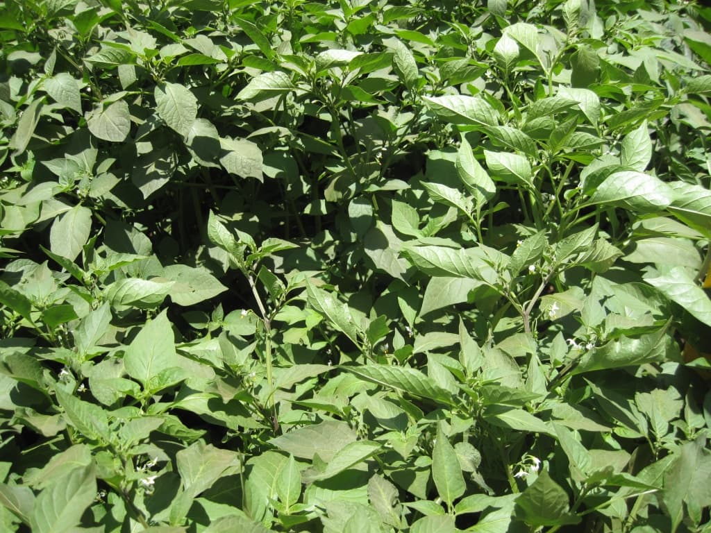 Kenya’s most popular Black Nightshade recipes
