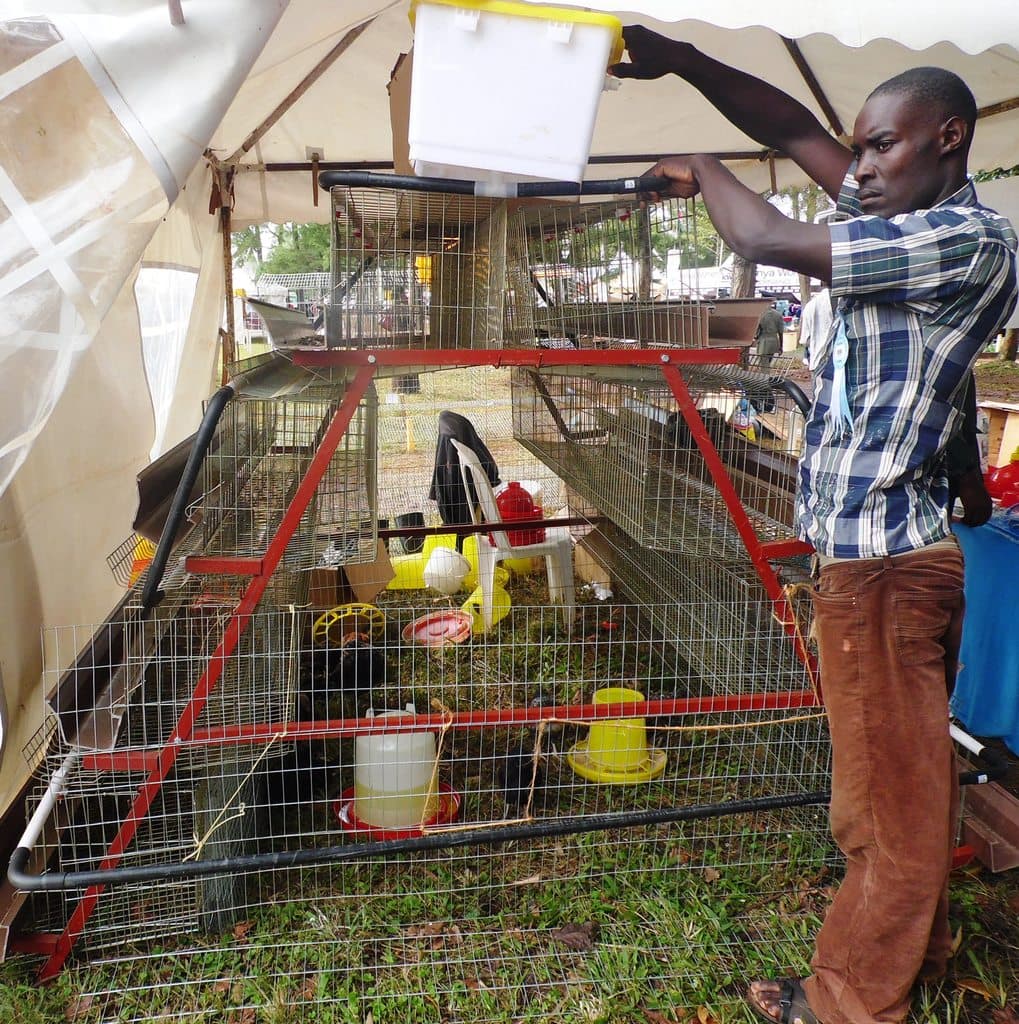 New Amiran Kenya and Yara fertiliser triples vegetable harvests