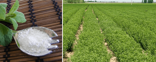 Stevia farming: Little known crop making farmers millionaires, where to buy seeds