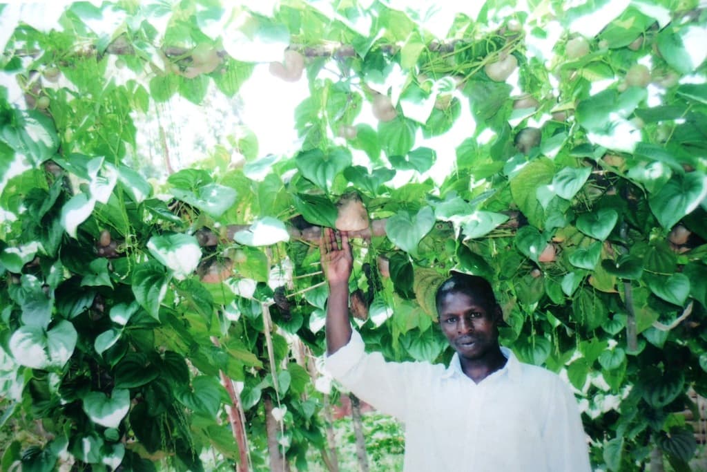 Murang’a farmer earns Sh30,000 from a single aerial yam stem