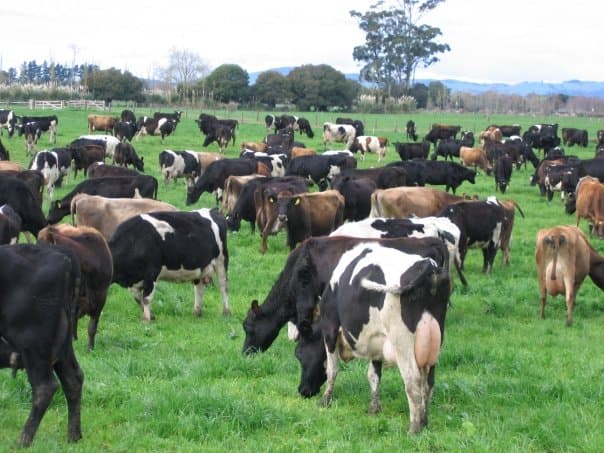 Dairy crossbreeding project targets 6000litres a cow yearly in milk yields