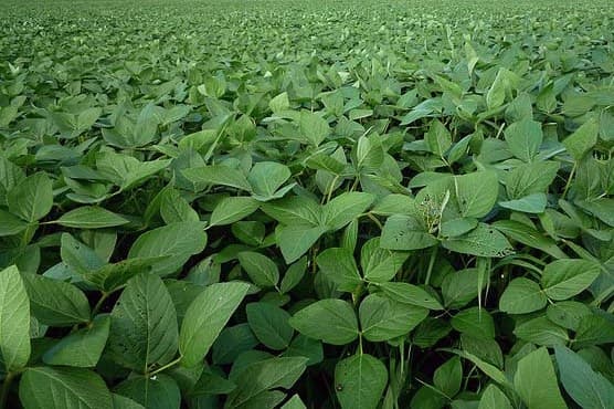 FarmBiz TV: Kalro launches drought tolerant soya bean variety (SB19) doubling earnings.