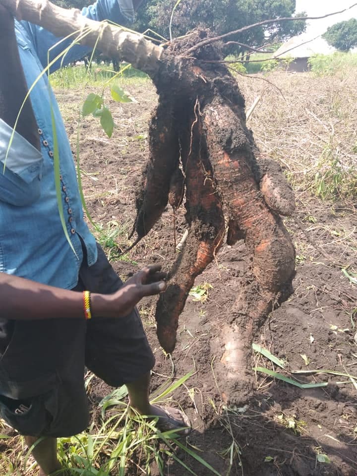 Kisumu’s Kilimani upmarket offers cassava farmer better prices for value-added products
