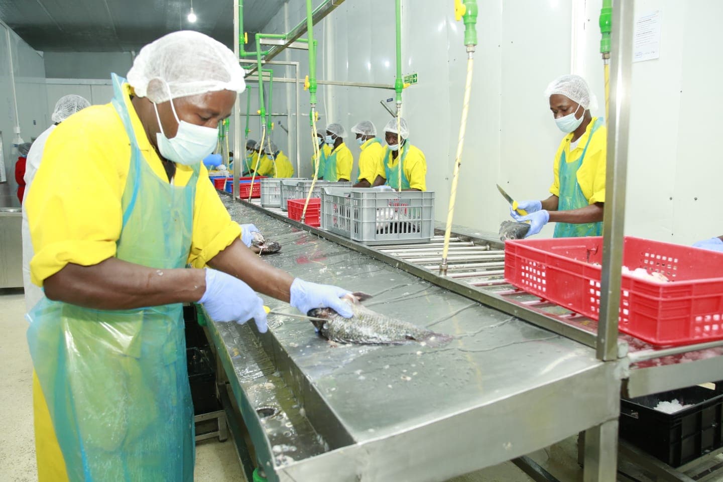 Global Tilapia secures FSSC 22000 food safety certification