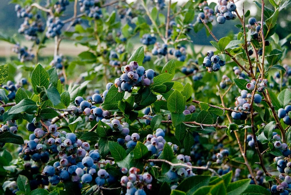 Kenyan growers cash in on ideal weather for world’s fastest-growing superfruit