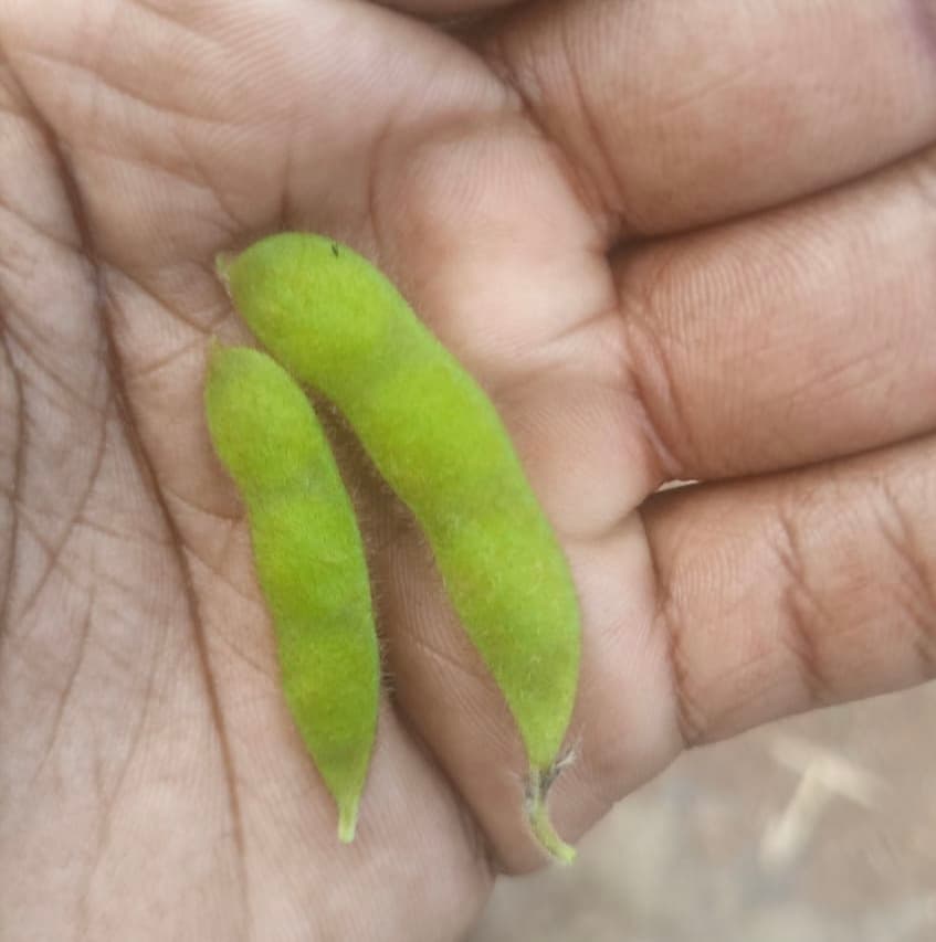 From soybeans to edamame, farmer lifts income 10x