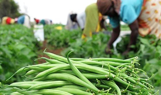 Academy points farmers to ripe markets