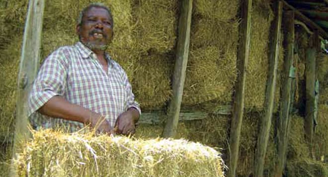 High demand for Rhode Hay seeds in Kenya