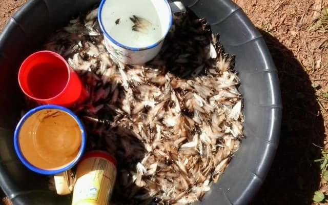 Scientists bet on insects to address biting food shortage