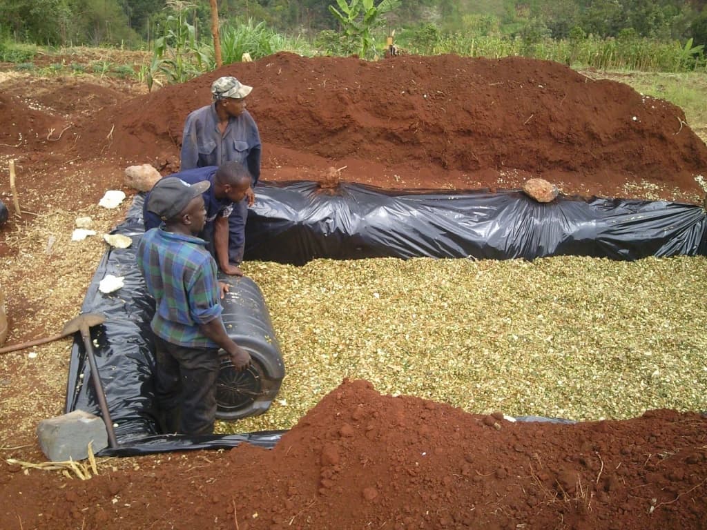 Maize farming earns farmer double benefits