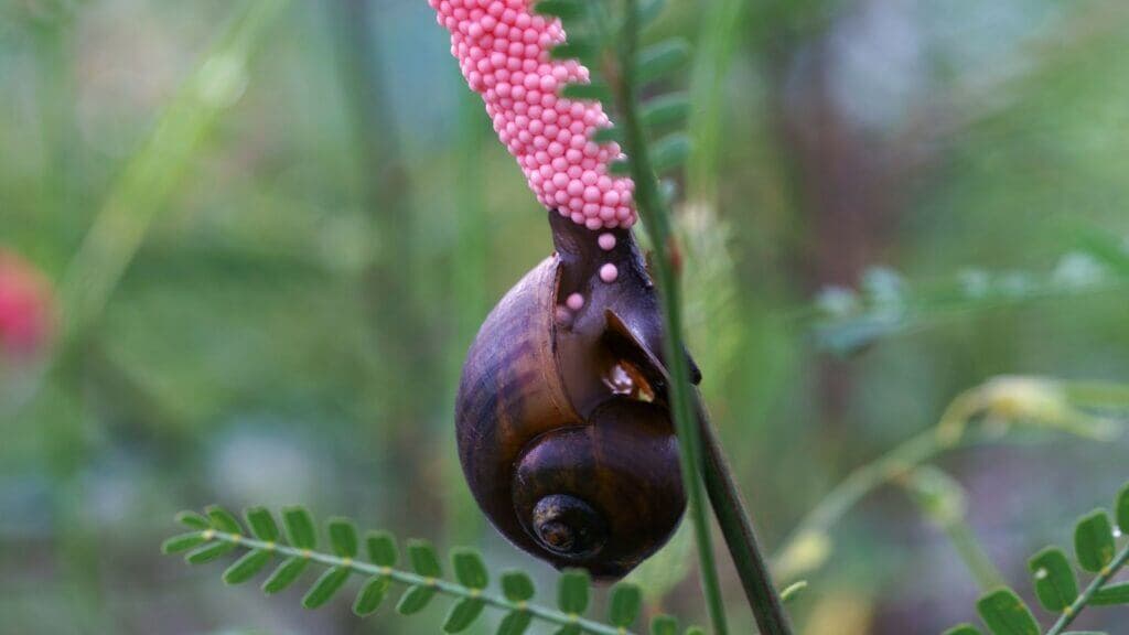 Cureless apple snail terrorises Mwea rice farmers cutting yields by 14%