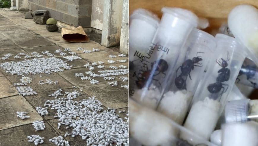 Queen Ants Sold for Up to Ksh15K Each in Black Market: KWS Exposes Ksh75M Smuggling Racket