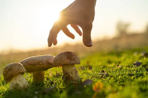 How Long Does It Take for Shrooms to Kick In