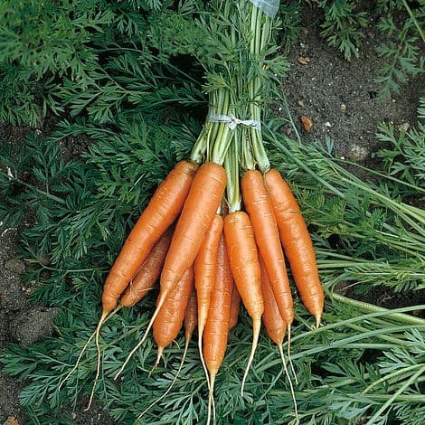 FarmBiz TV:Nantes hybrid carrot emerges as front runner in Kenyan market