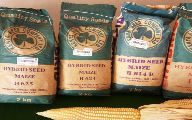 Consumers’ love for ugali drives farmers to grow H614 maize seed developed in 1986