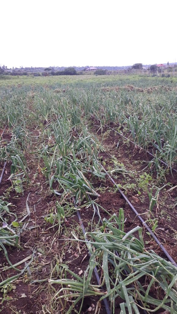 Naivasha farmer earns Sh175,000 a season from a three-quarter acre onion farm