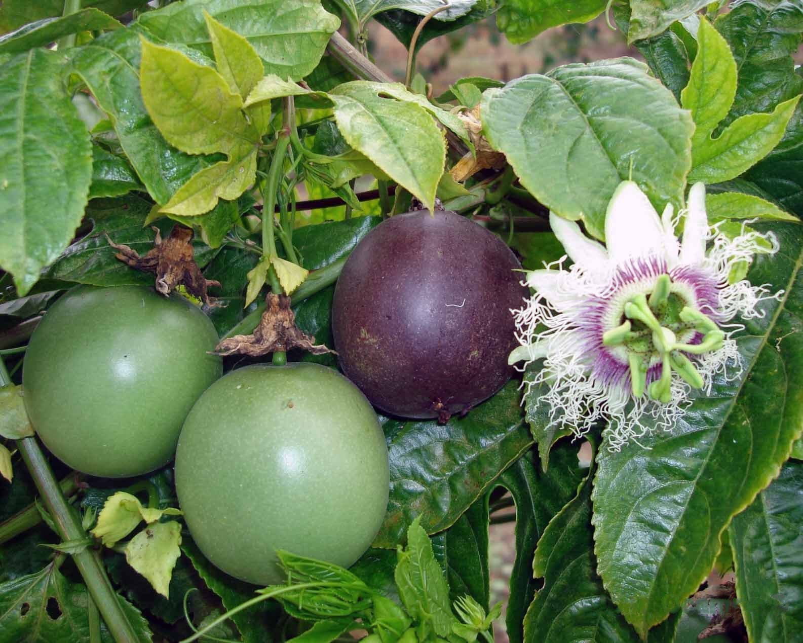 KALRO partners with buyer Coca Cola to commercialise new passion fruit