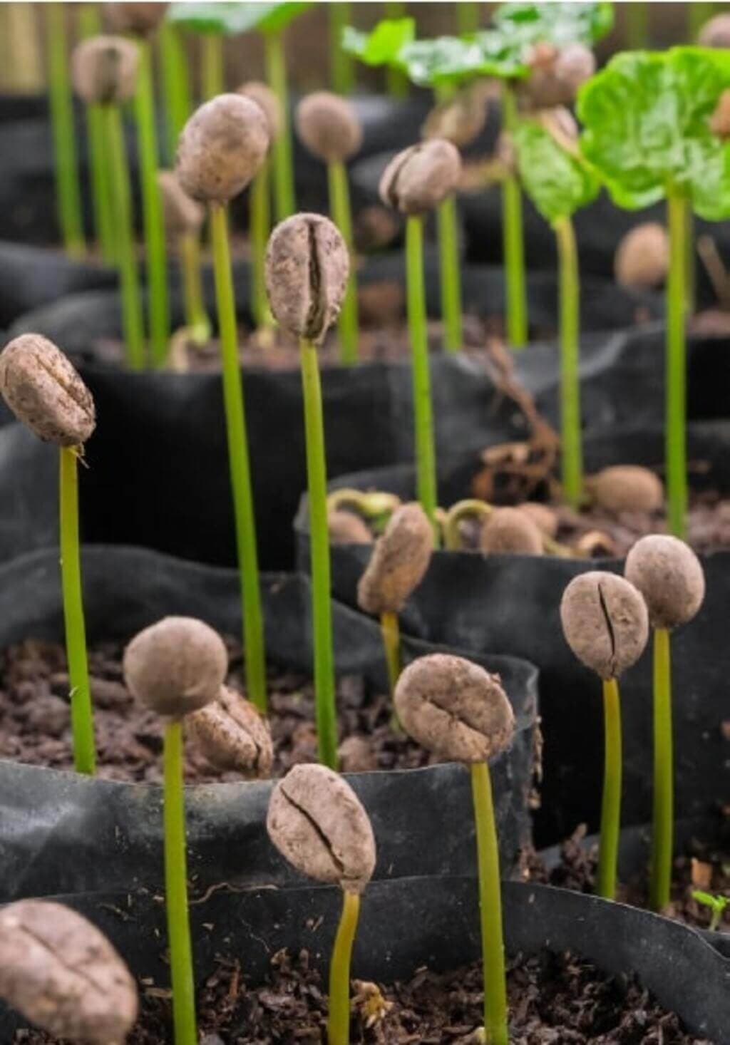 Lessons for African countries from Vietnam’s rise to top of global coffee market