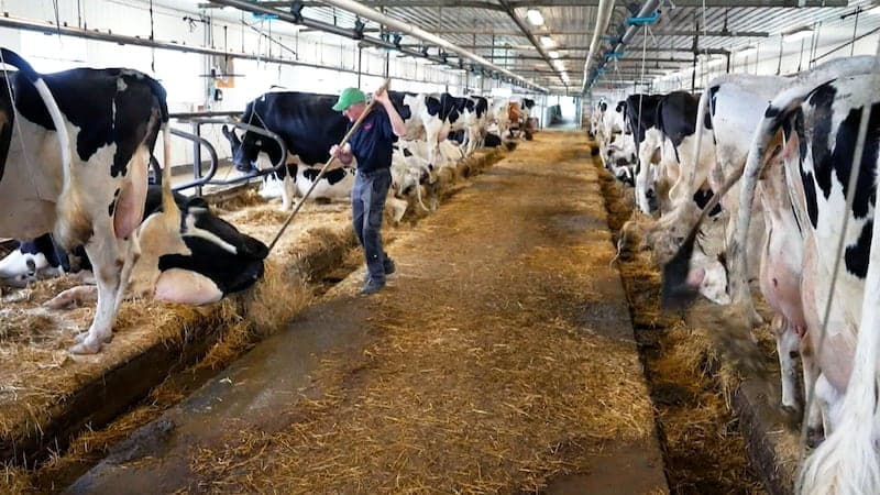 Canada’s ‘powerful’ dairy sector is in Trump’s trade crosshairs