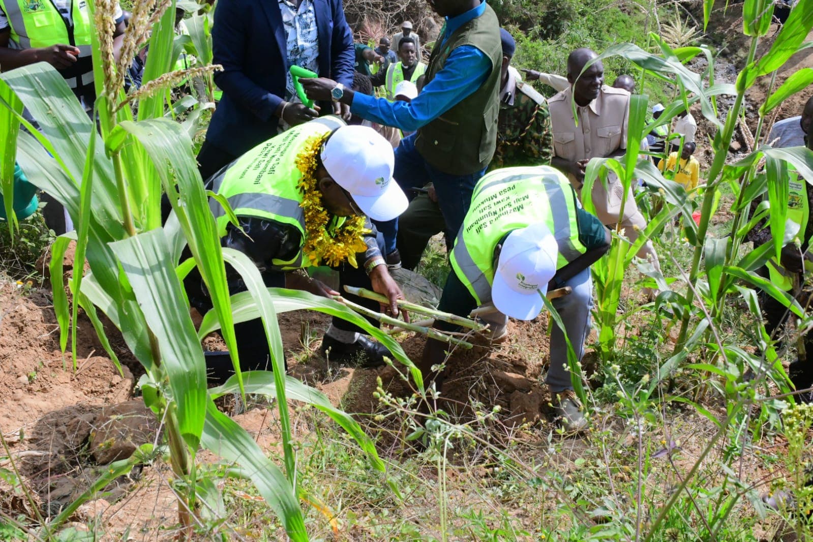 Rooting out erosion: Juncao grass and cash crops to anchor fragile Kerio slopes