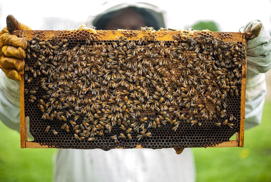 Self-Help Group enables Kirinyaga bee farmers enjoy sweet returns