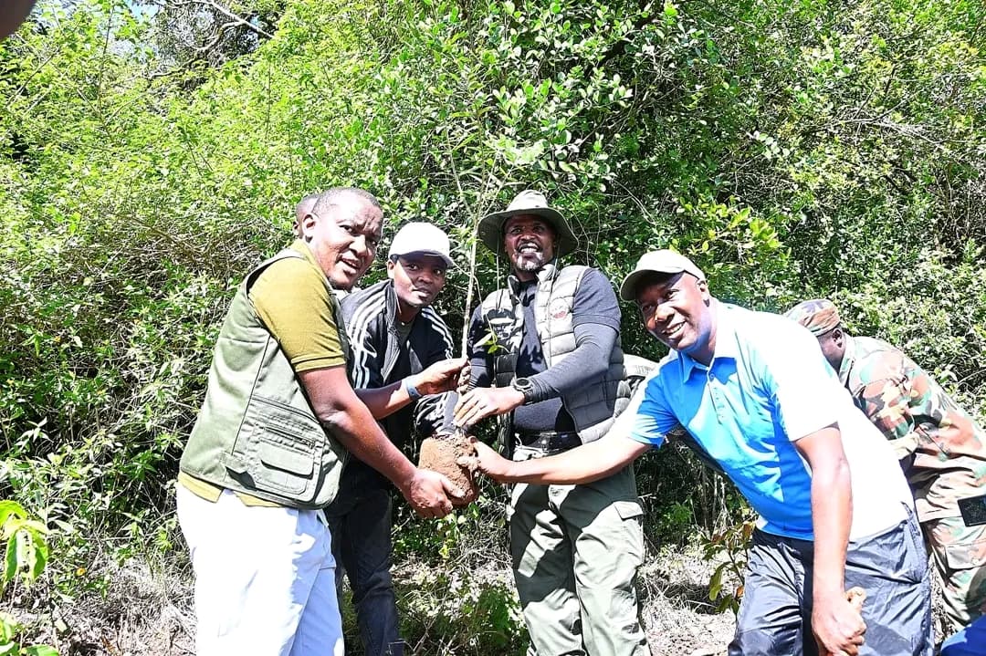 50,000 trees to be planted in Oloolua Forest