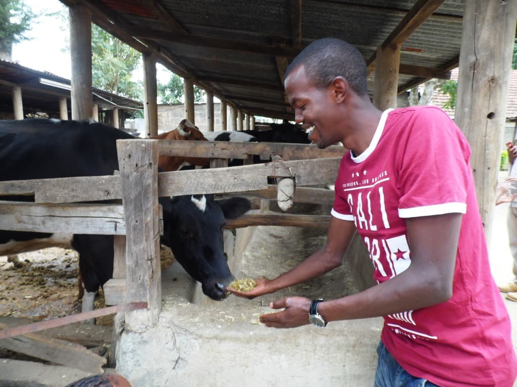 New fodder increases milk yields by 108 per cent and cuts production costs