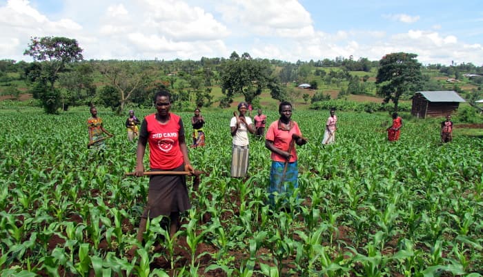 Maize production to decline by 30 per cent as farmers face shortage of two million bags of fertilizer