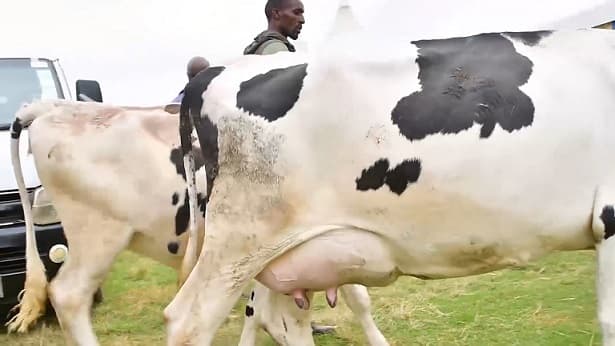 Dairy farmers decry delayed milk payment by N-KCC