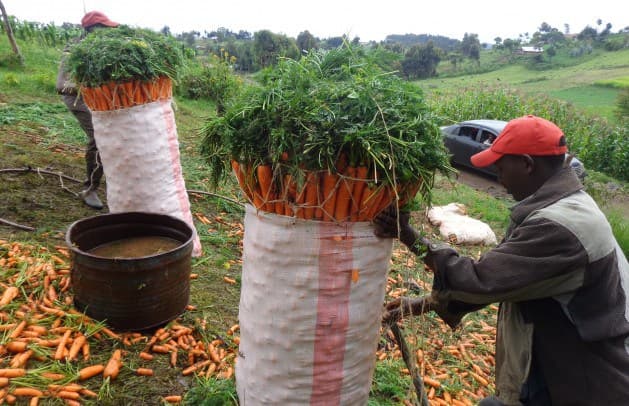 Tanzania bans carrot imports from Kenya affecting smallholder farmers