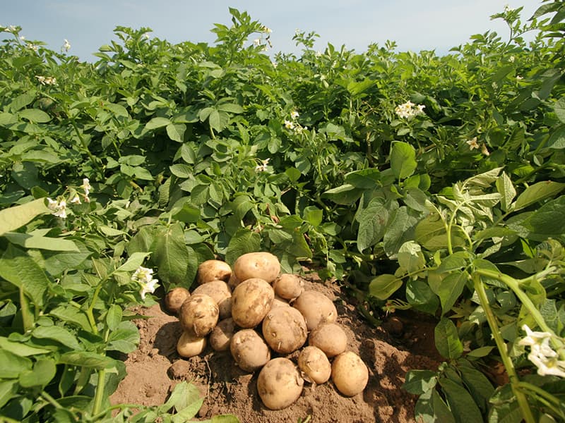 Collective bargaining helps farmers’ cooperative earn 2bn from potato farming