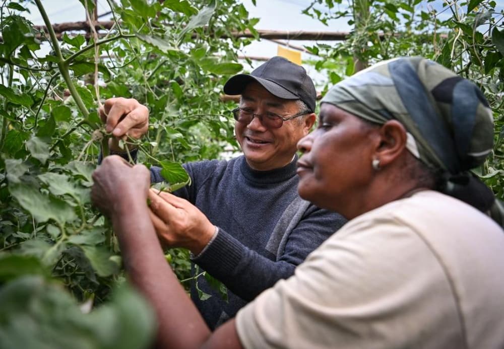 Chinese grafting technology helping tomato farmers improve yield by 50 percent