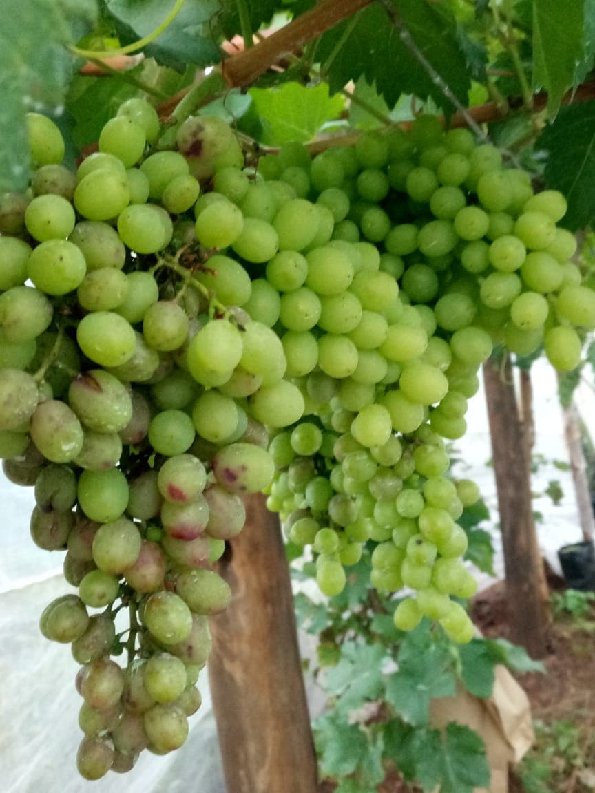 Farmers can diversify their sources of income by growing grapes