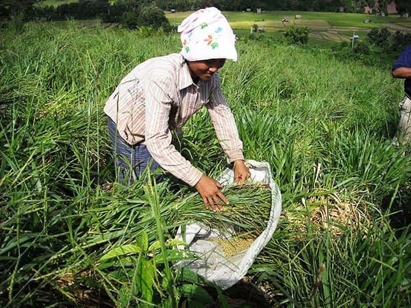 Brachiaria grass rescues farmer’s cow from drought