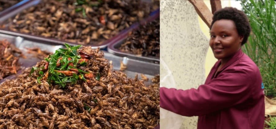 Jannifer Muthike: Kirinyaga farmer making Sh250,000 weekly from insect farming
