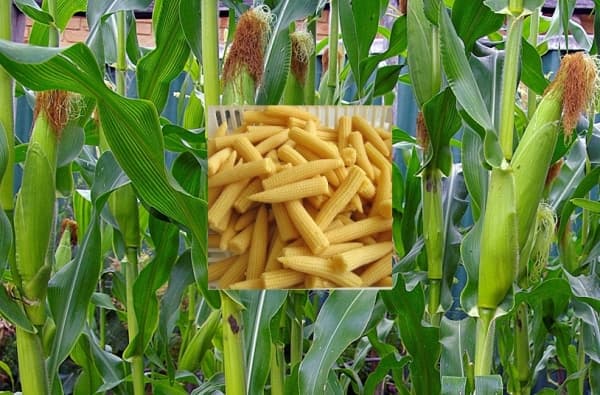 Baby corn best for short season rains