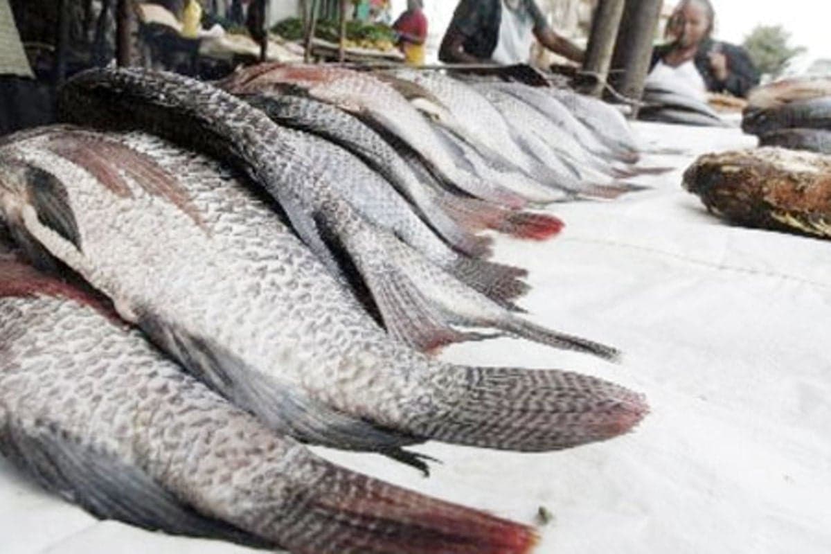 Why I quit employment for fish farming and the money I make