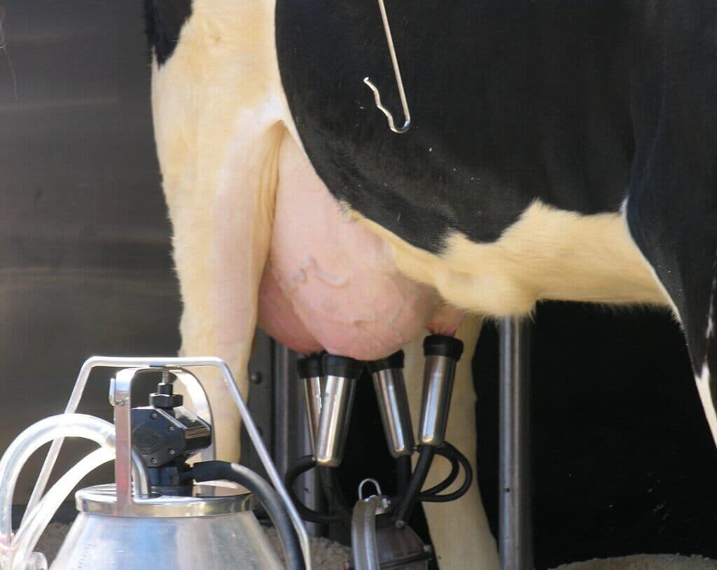 Processors paying milk farmers 40% more than coops