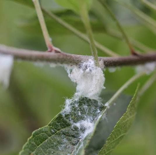 Farmer rescues apples from 15 to 200 fruits by clearing woolly aphids