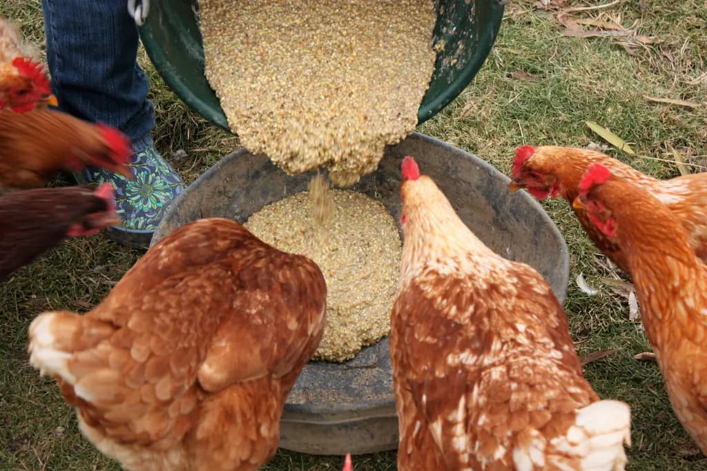 How to cut feed costs and get more eggs with fermentation