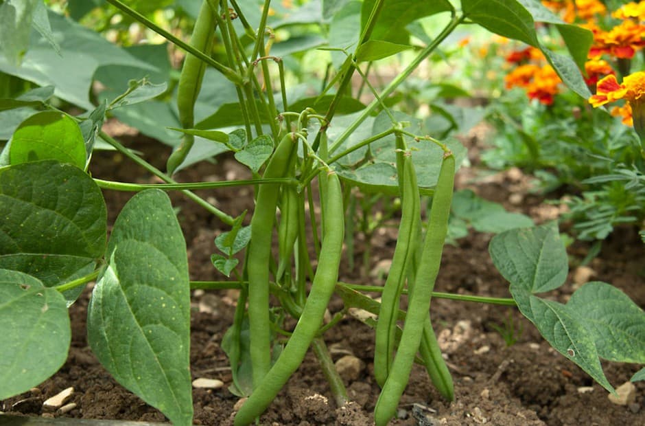 Passion fruits, French beans and snap peas farmers win bid to supply Nairobi businessman