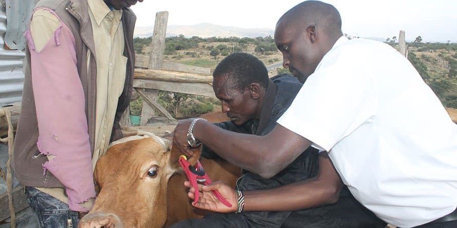 Microchip tags to tame cattle theft, spur sales in Laikipia