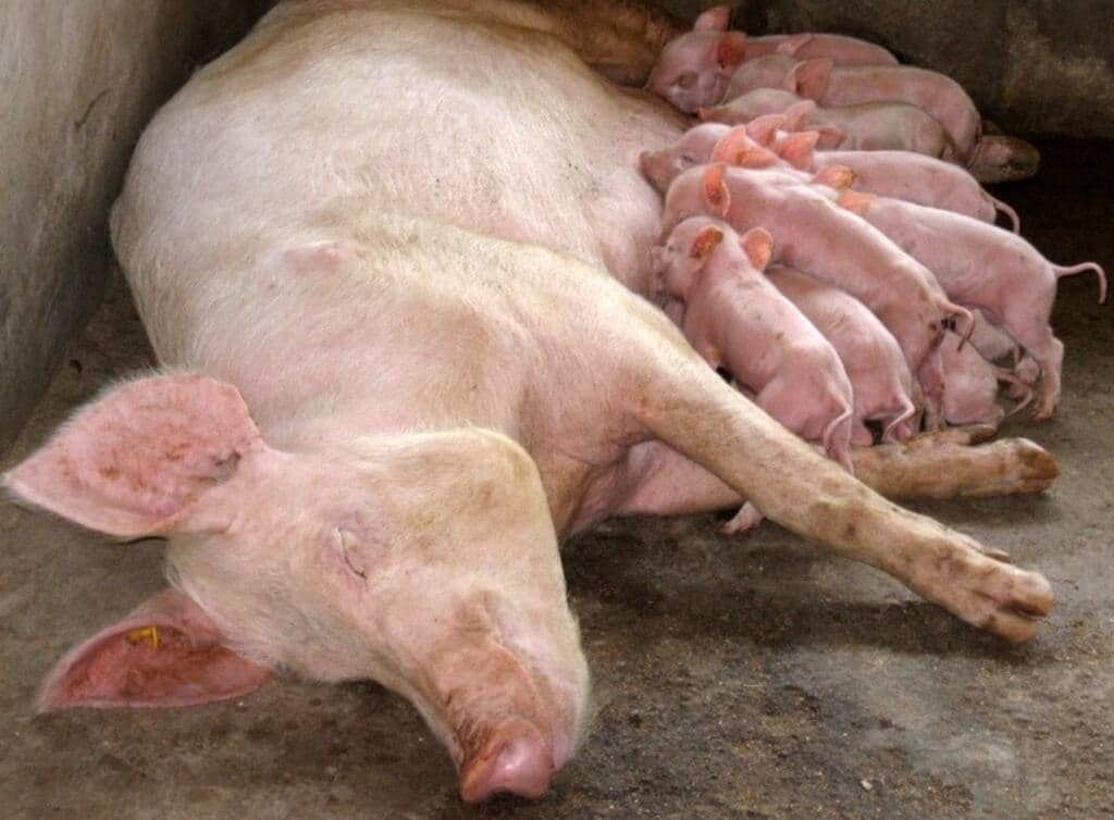 Fact sheet on piglet management for improved production