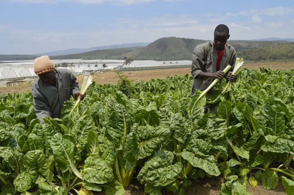 Naivasha Flower Farm establishes nutrition garden to supplement staff feeding