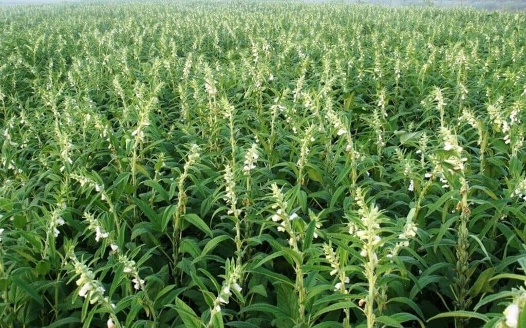 South Africa importer buying tonnes of sesame (simsim) seeds from Kenyan growers