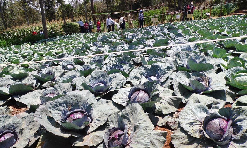 Towns beat Nairobi in agro-produce prices