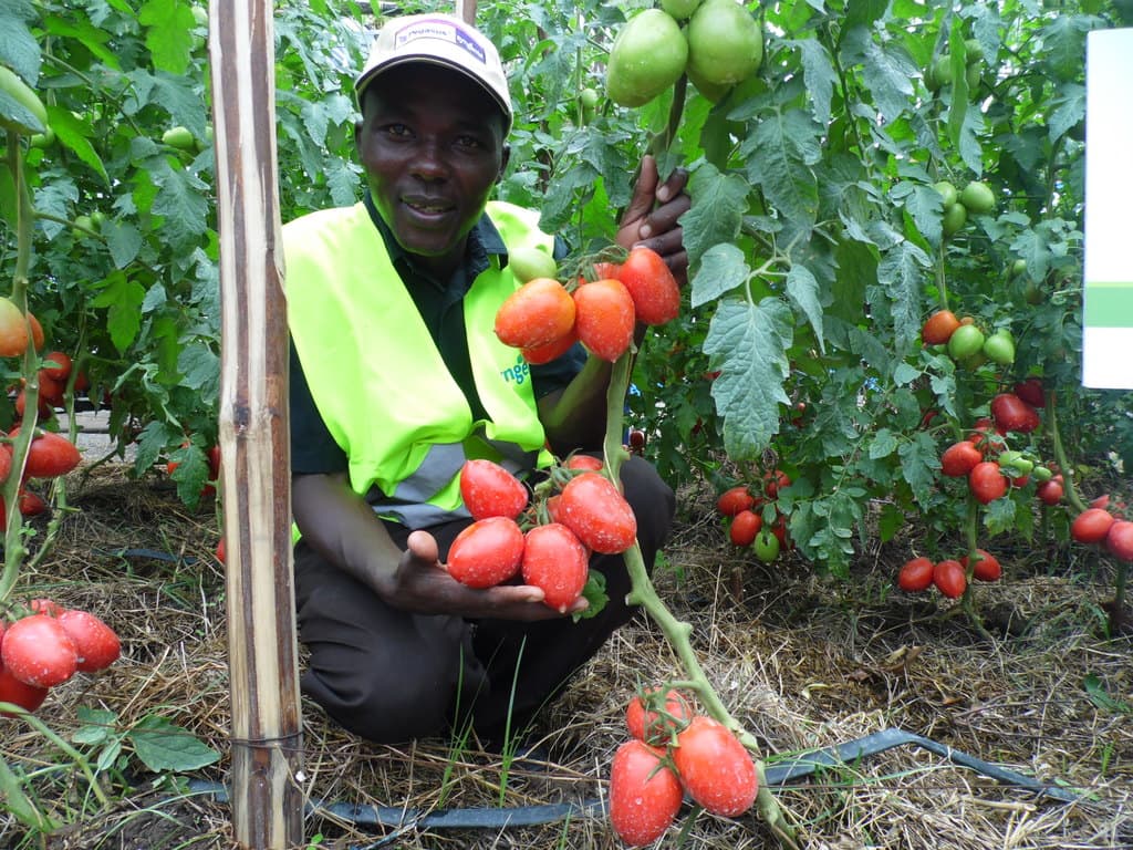Ugandan Scientist develops bio-fertilizer to combat crop diseases