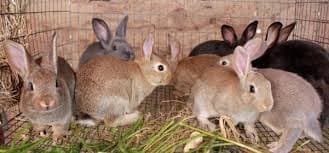 Rabbit urine delivers more crops, but sick farmers without protection